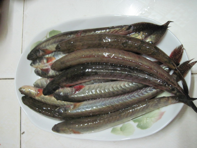 Cá bống kèo tươi nổi tiếng ở Sài Gòn